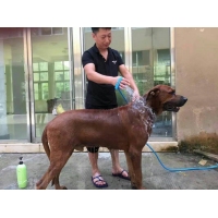 寵物洗澡器（附轉接頭）