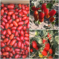 小女蕃茄 4盒/箱